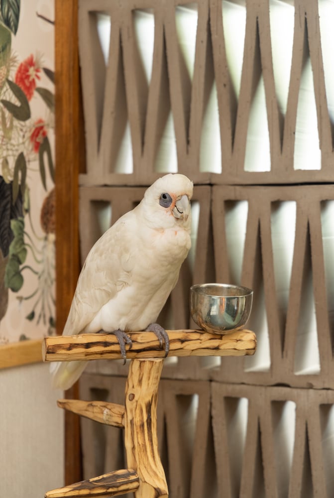 A white bird named Sammy sits on his wood perch among his owner's bathroom remodel